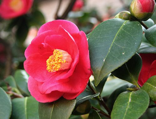 ASSORTED PLANTS SELECTION