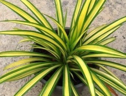 TROPICAL PLANT AT RM 10