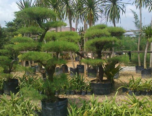 ORNAMENTAL TREE SELECTIONS