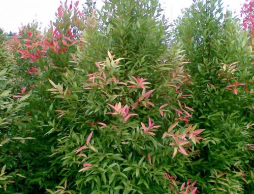 TROPICAL SHRUBS AT RM 20