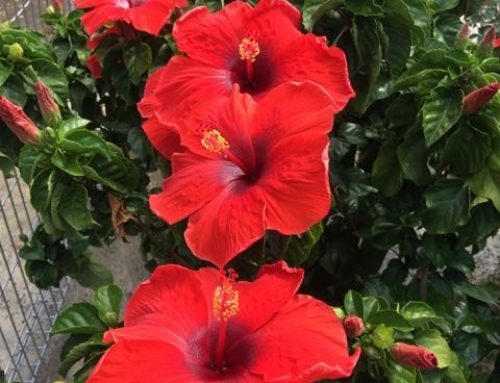 PERENNIAL PLANTS / FLOWERS